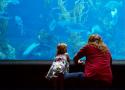 Wonderous Aquarium
Picture # 3481
