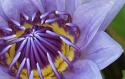 Waterlily Closeup
Picture # 4054

