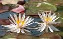 Water Lily Pair
Picture # 4050
