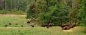 Bison - American Buffalo
Picture # 3636
