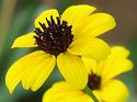 Black-eyed Susan
Picture # 3256
