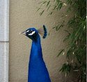 Peacock Head
Picture # 198
