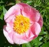 Peony
Picture # 260