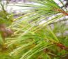 White Pine
Picture # 120
