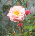 Rose in Monets Garden
Picture # 309
