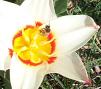 Water Lily Tulip and Honey Bee
Picture # 228
