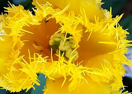 Daily photo - Fringed Tulip