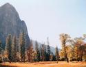 Autumnal Trees
Picture # 1458
