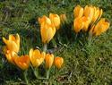 Spring Crocus
Picture # 1586
