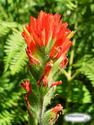 Indian Paintbrush
Picture # 1593
