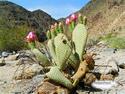 Prickly Pear Flowers
Picture # 1448

