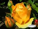 Yellow Rose
Picture # 1446
