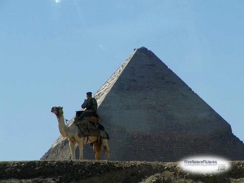 Daily photo - Man & Camel at the Great Pyramid