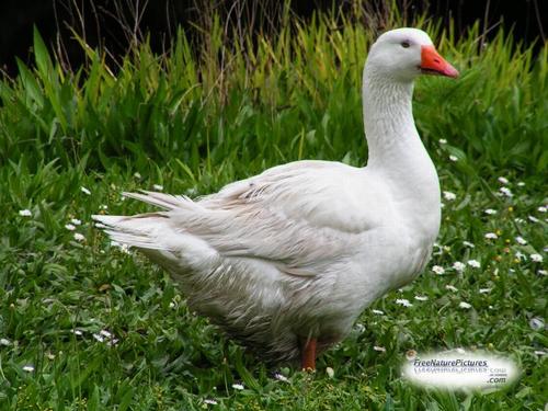Daily photo - White Goose