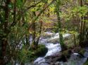 Autum Wood Land Stream
Picture # 3691
