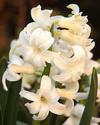 White Hyacinths
Picture # 3236
