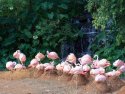 Flamingos
Picture # 2553

