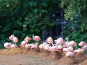 Flamingos
Picture # 2553