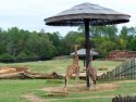 Giraffes Feeding
Picture # 2557
