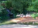 Flamingos and Water Fall
Picture # 2554