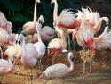 Flamingos With An Egg
Picture # 2551