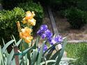 Iris in Bloom
Picture # 1156
