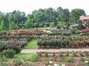 Rose Gardens
Picture # 1161
