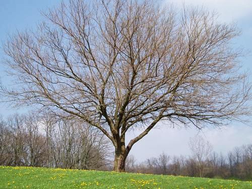 Daily photo - Ready for Spring