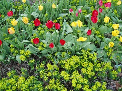Daily photo - Springtime`s Blooming