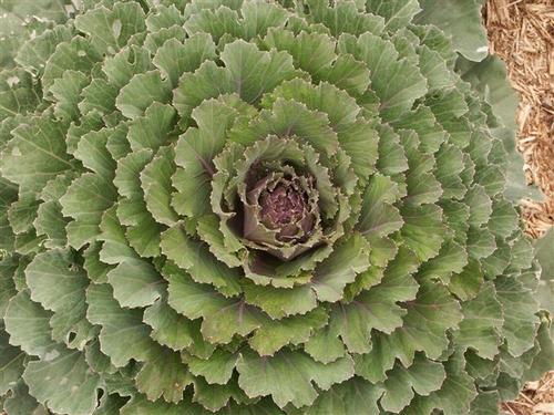Daily photo - Decorative Cabbage Plant