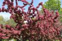 Cherry Tree in Bloom
Picture # 3888
