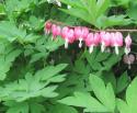 Bleeding Hearts
Picture # 3983
