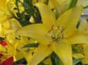 Yellow Lily
Picture # 3835
