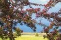 Flowering Crabapple
Picture # 3772
