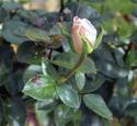rose/leaves
Picture # 1901
