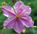 Clematis
Picture # 1902