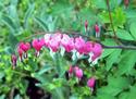 Bleeding Hearts
Picture # 2092
