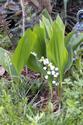 Lily of the Valley
Picture # 2110

