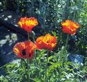 Poppies Four
Picture # 2116