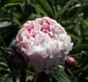 Light Pink Peony
Picture # 2117
