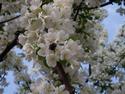 Bee in flowering crab apple tree
Picture # 2096
