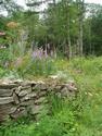 Old stone fence
Picture # 2907
