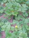 Zuccini
Picture # 2921
