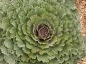 Decorative Cabbage Plant
Picture # 2064
