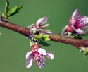 Peach Blossoms
Picture # 2227
