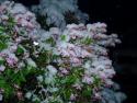 Snowy lilacs
Picture # 1708

