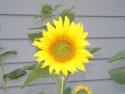Sunflower
Picture # 1662
