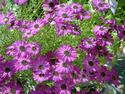 Purple flowers
Picture # 1719
