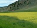 Field of yellow 1
Picture # 1761
