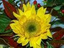Sunflower
Picture # 1920
